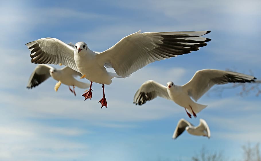 Foto, cuatro, volando, gaviotas, aves, animales, volar, cerca, costa, aves acuáticas