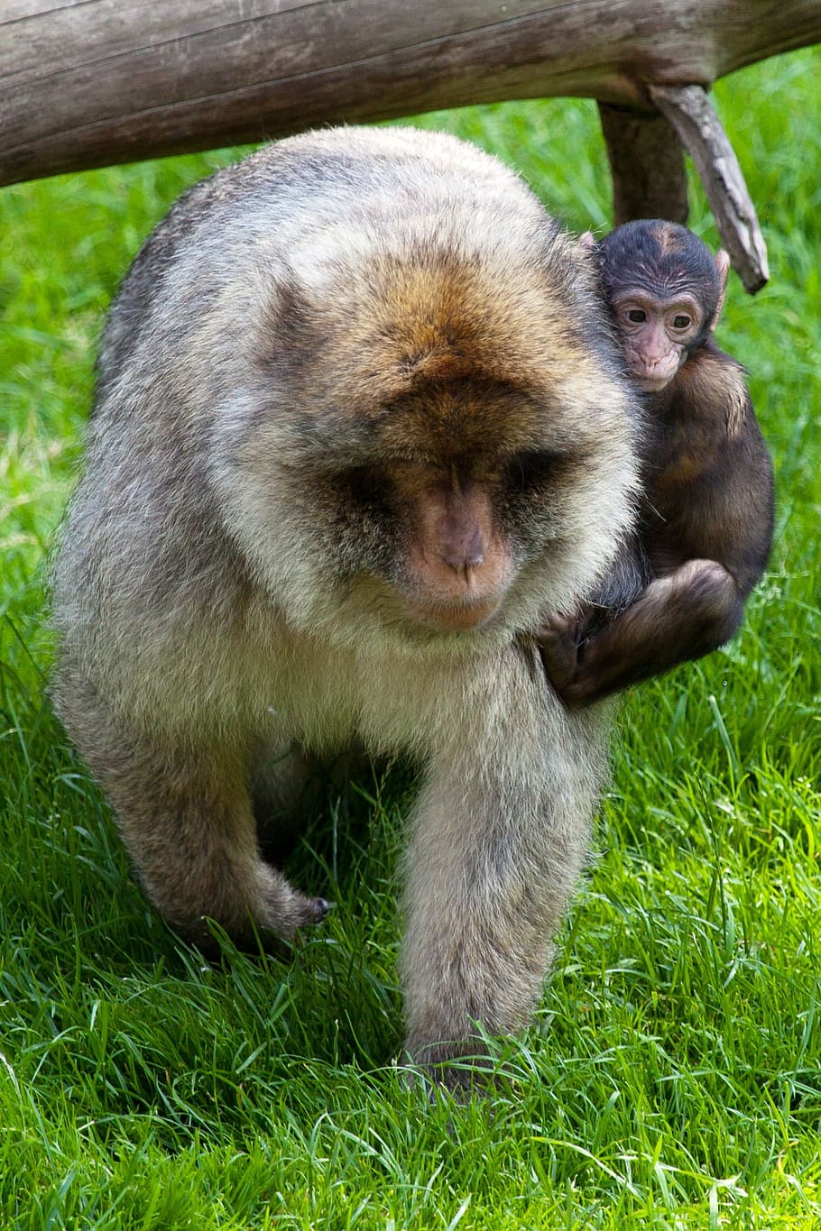 baby monkey, clinging, brown, Animal, Baby, Care, Family, Hold, baby, care, holding