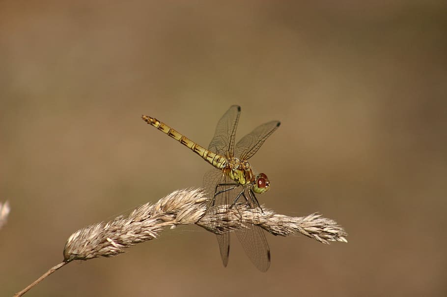 dragonfly, green hawker, damselfly, insect, macro, nature, wildlife, wing, plant, body