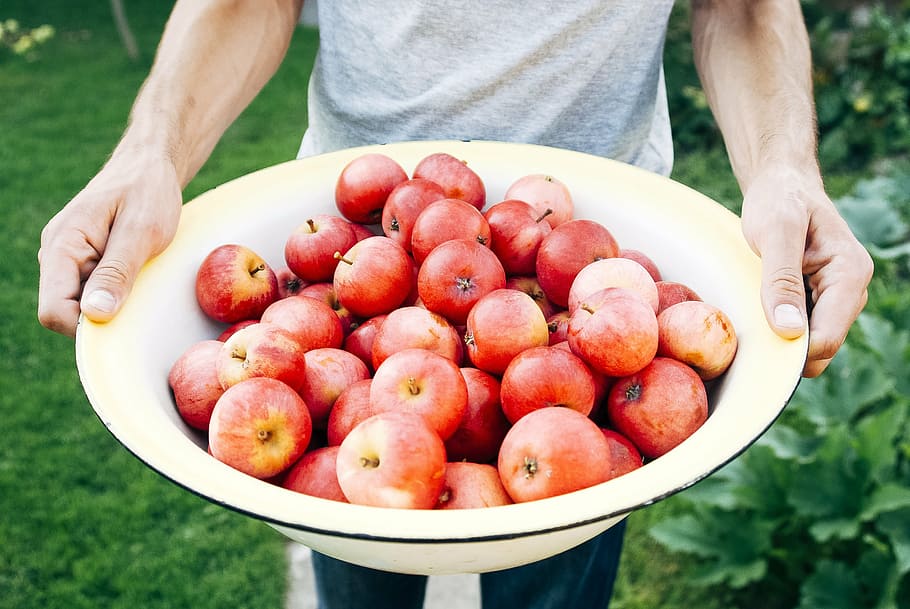 person, carrying, basin, apples, bio, farm, fruits, fun, garden, green