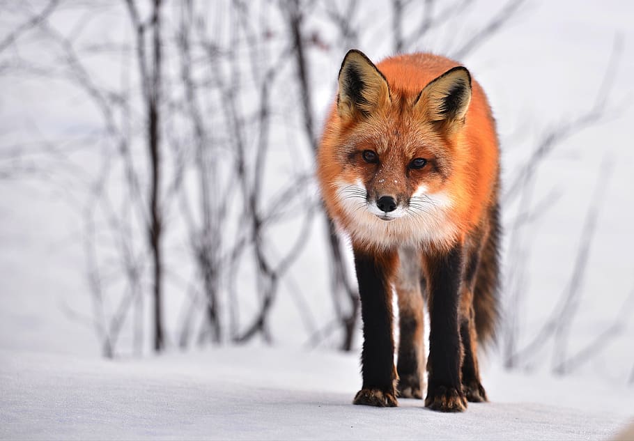 selective, focus photography, red, wolf, fox, animal, nature, winter, fauna, roux