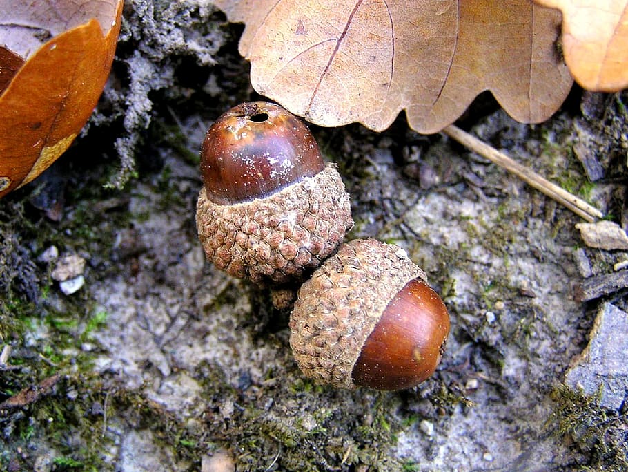 acorns, seeds, leafs, autumn, brown, october, close-up, nature, day, high angle view