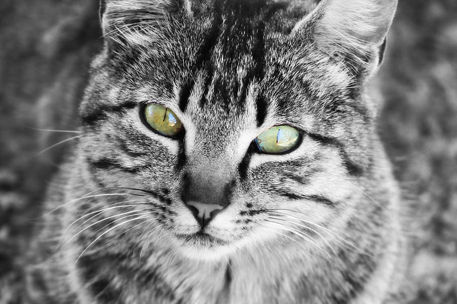 selected, focus photo, gray, tabby, cat, eyes, whiskers, cat home, feline, pet