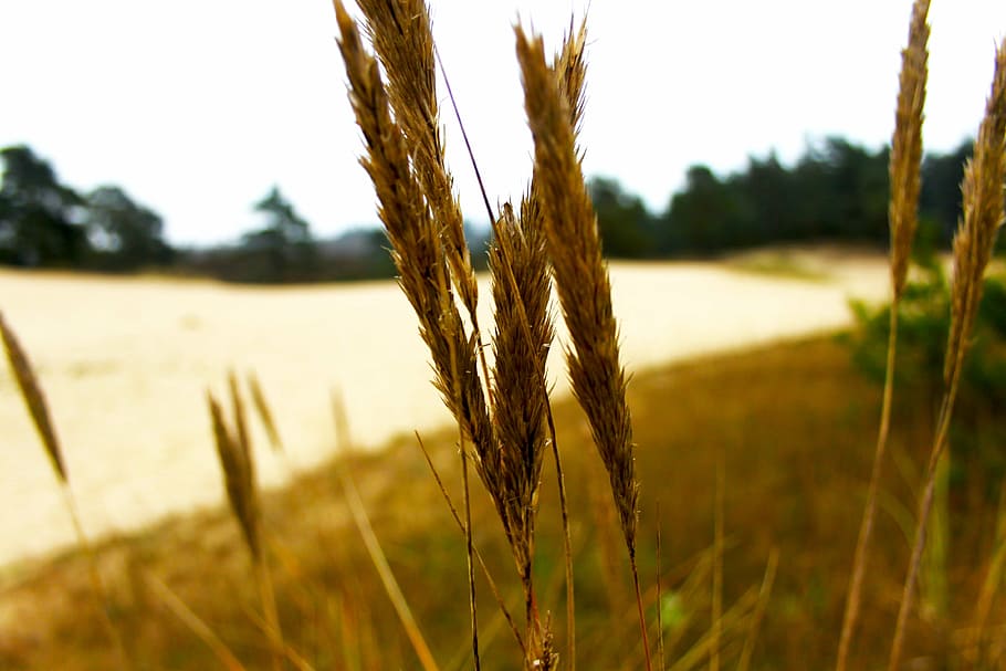 raso, fotografia de foco, trigo, marrom, grama, ao ar livre, natureza, árvore, desfoque, céu