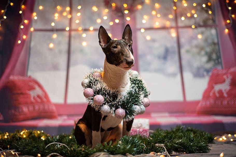 dogs, christmas, mini bull terrier, cute, funny, sweet, gifts, terrier, christmas time, mammal