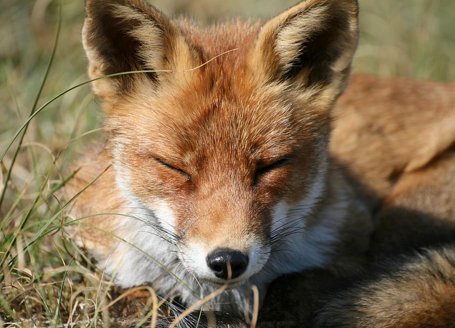 raposa vermelha, raposa, fechar-se, rosto de raposa, retrato de raposa, natureza, animais selvagens, selvagem, animal, vermelho