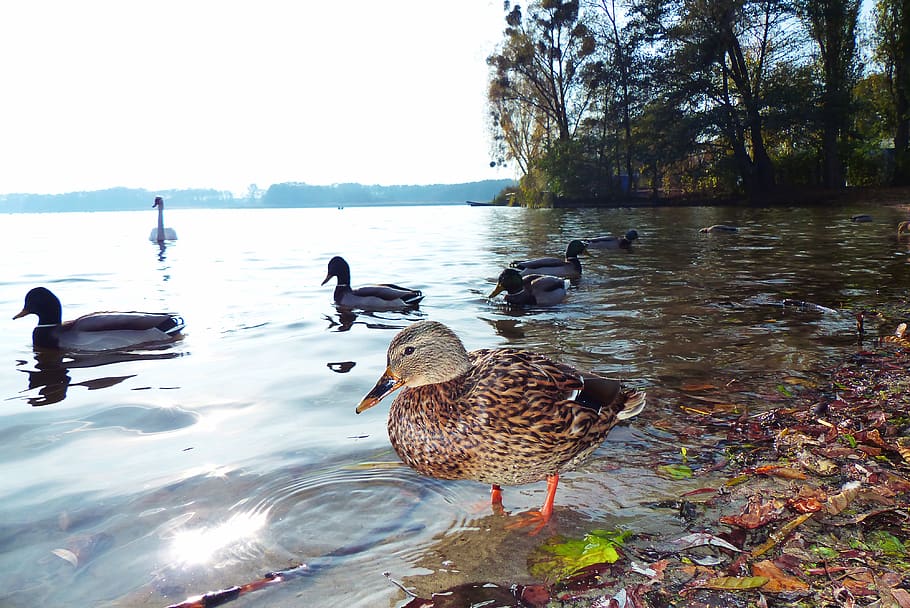 mallard duck, female, autumn, foliage, lake, beach, animals, nature, at the court of, vertebrates