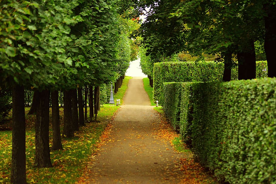 brown, pathway, green, leaves, trees, daytime, walkway, trimmed, bushes, lining