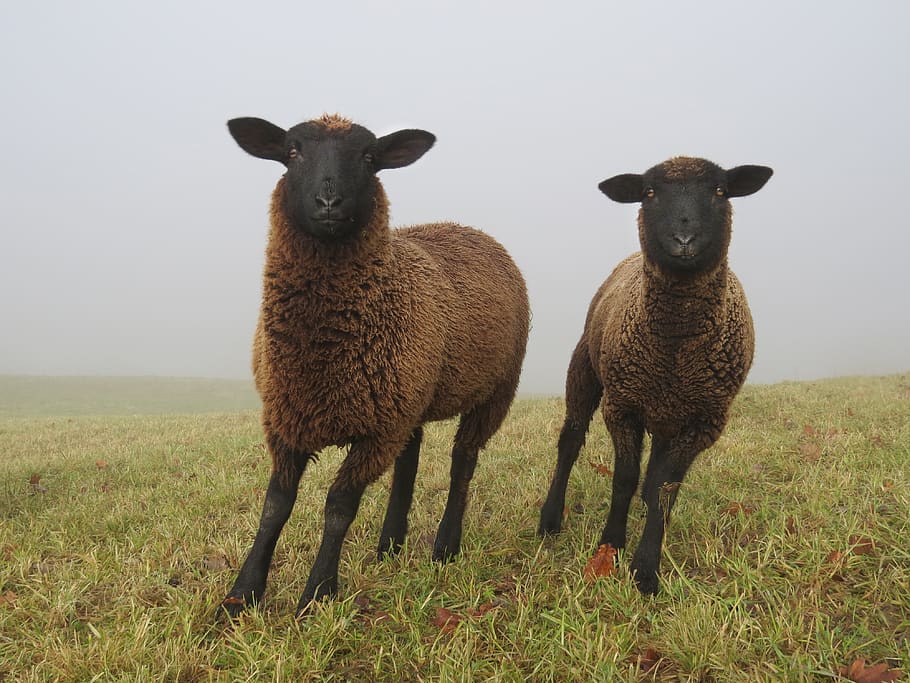 fog, sheep, autumn, november, december, cold, meadow, pasture, rural, animal