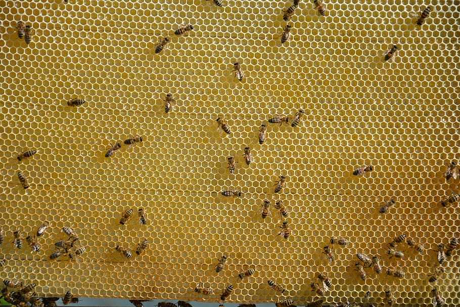ハニカム, 蜂蜜, 甘い, 若い, 蜂, 若い蜂, 養蜂場, 養蜂, マクロ, 夏