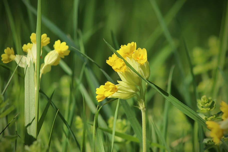 cowslip, flowers, meadow, yellow, spring, bloom, pointed flower, harbinger of spring, plant, nature