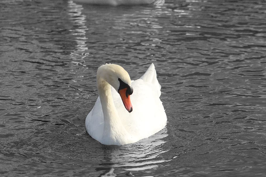 swan, black, white, water, london, hyde, animal themes, bird, animals in the wild, animal