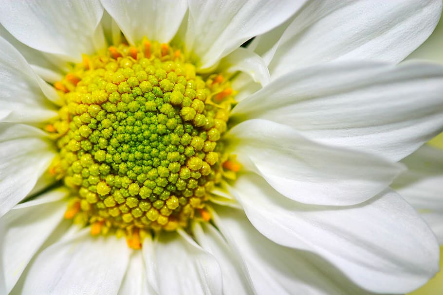 white, chrysanthemum, bloom macro photography, leucanthemum, vulgare, oxeye, ox-eye, daisy, macro, close up