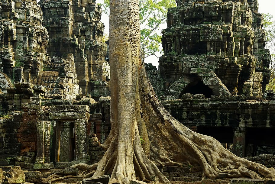 tree trunk, root, surrounded, gray, temple ruins, cambodia, angkor, temple, your prey, ruins