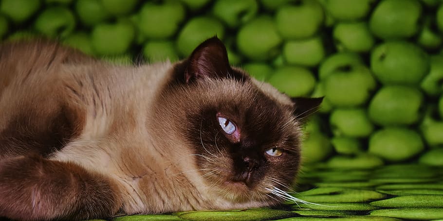 siamese cat photograph, domestic cat, cat, british shorthair, concerns, rest, tired, mieze, fur, thoroughbred