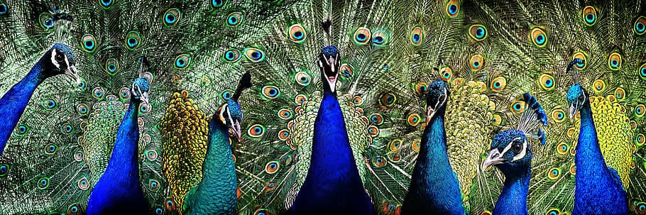 seven blue peacocks, Peacock, pride, bird, feather, famous, vanity, plumage, blue, animal