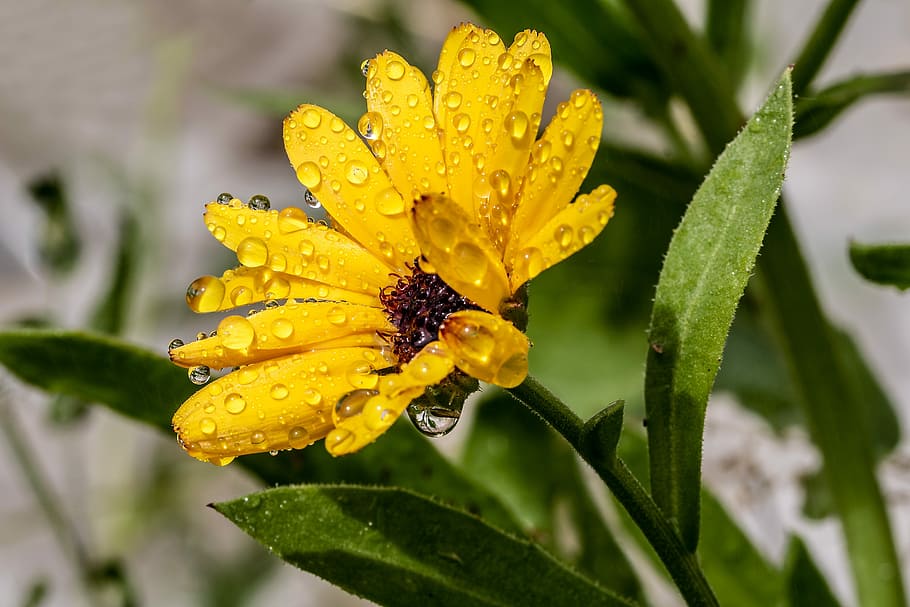 selected, focus photo, yellow, flower, bloom, water droplets, marigold, raindrop, calendula, blossom