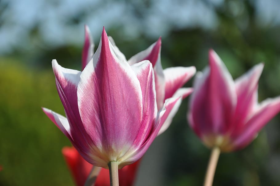 tulip, purple, greeting card, flowers, spring, close, violet, breeding tulip, nature, background