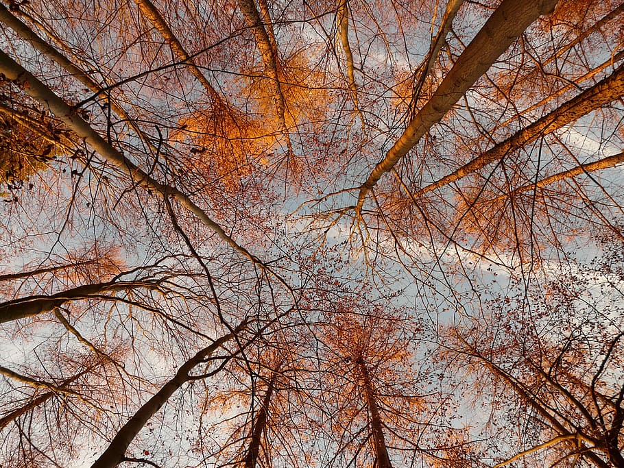 worm, eye view photo, brown, trees, Forest, Grad, Tree, Autumn, 360 grad, autumn forest