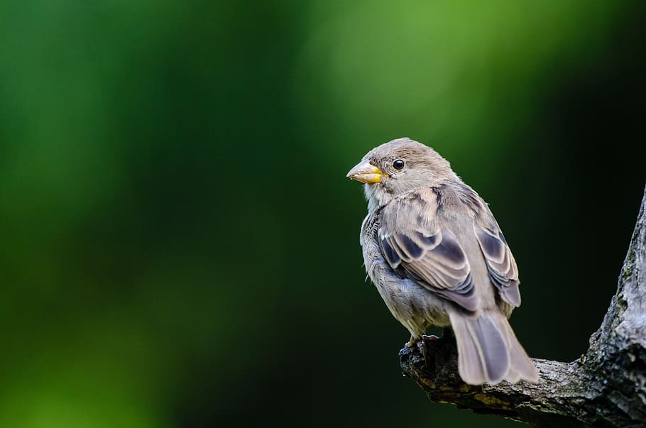 House Sparrow, burung cokelat di pohon, satwa liar hewan, burung, vertebrata, tema hewan, hewan di alam liar, hewan, satu hewan, bertengger