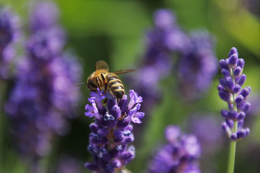 la flor de lavanda, néctar, abeja, violeta, polen, insecto, trabajo, ala, alas, para recoger