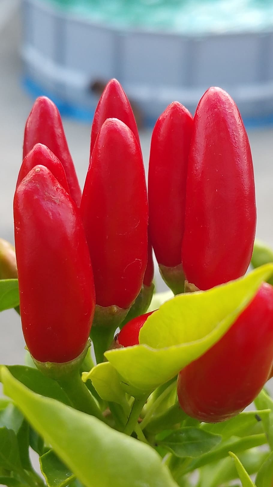 chilli peppers, red, summer, food, vegetale, vegetables, alimentari, chili pepper, kitchen, eat