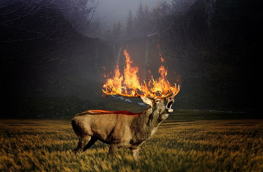 deer, burning, antlers, hirsch, roe deer, forest, brand, forest fire, fire, eradication - Pxfuel