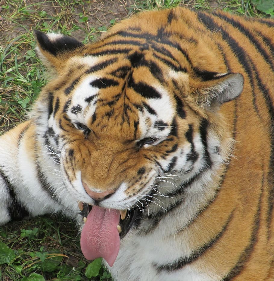 tiger, tongue sticking out, funny face, looking, feline, resting, zoo, captive, wildlife, nature