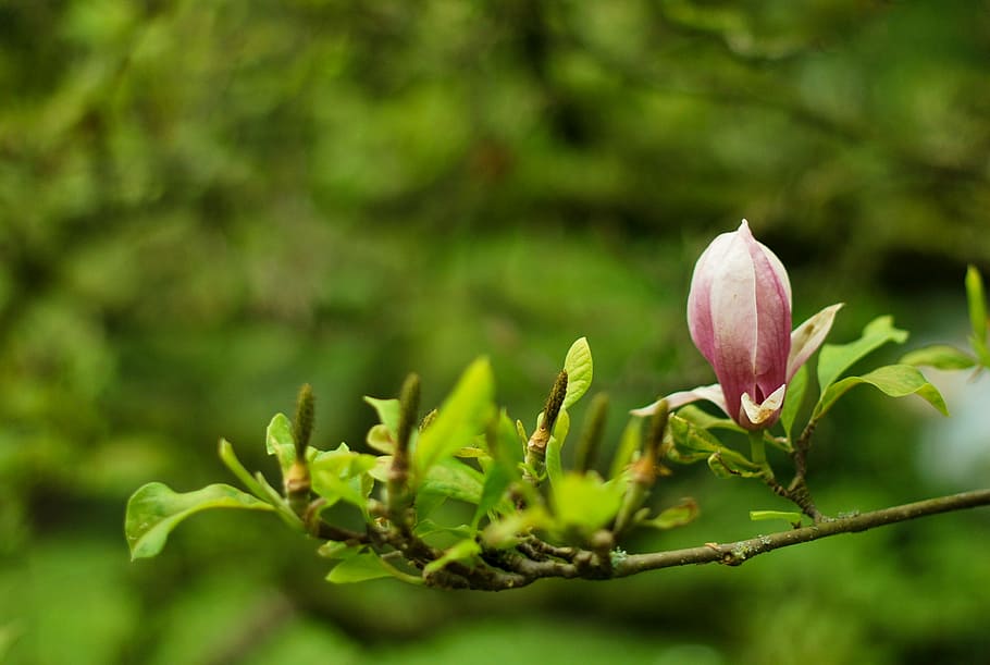 selektif, fotografi fokus, pink, bunga magnolia, hijau, daun, tanaman, cabang, bunga, blur