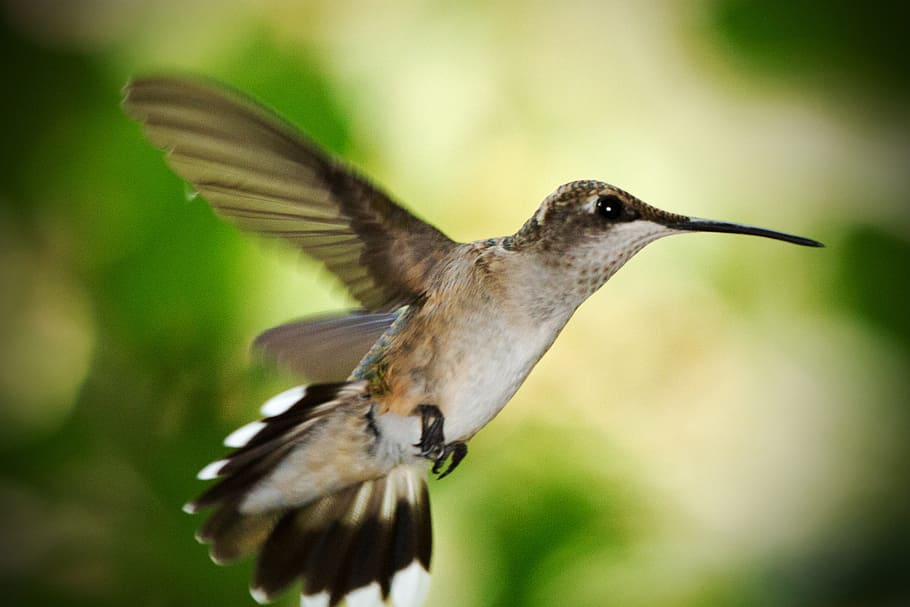 Hummingbird, In Flight, Summer, Bird, summer, bird, nature, female, ruby throated, wildlife, flying
