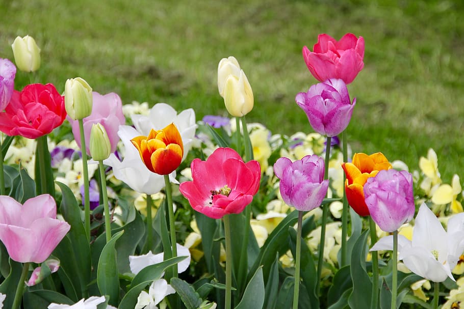Tulips, Tulipa, tulpenzwiebel, breeding tulip, purple, red, schnittblume, flower, plant, petal