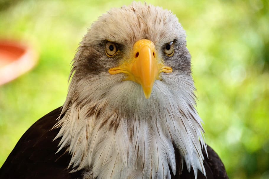 白頭ワシ アドラー 肖像画 鳥の紋章 閉じる 羽毛 野生動物の写真 猛禽類 自然 ペット Pxfuel