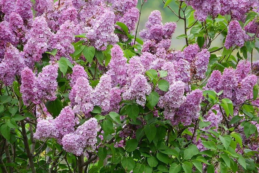Lilac, Syringa, Flowers, Bush, purple flowers, ornamental shrubs, flowering shrub, flower, purple, plant