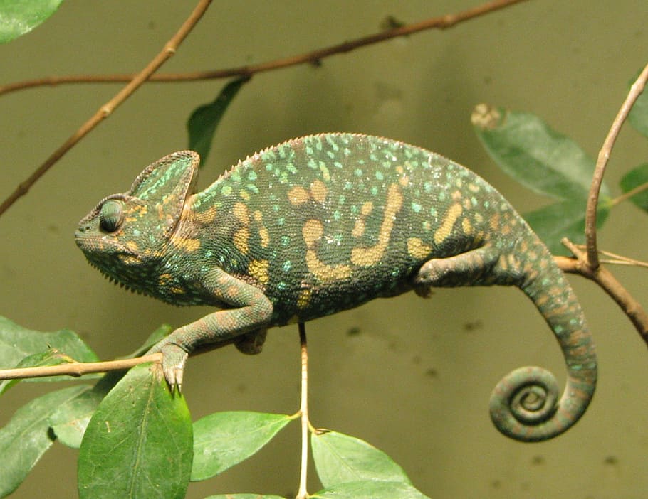 green, chameleon, tree branch, female, branch, close, exotic, lizard, chamaeleo calyptratus, camouflage