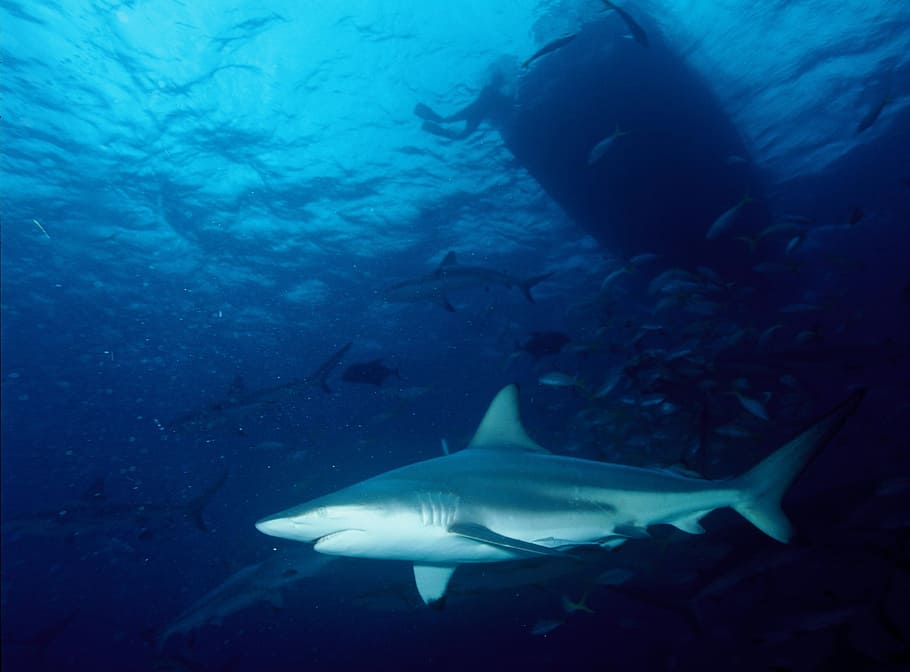 bull shark, shark, blacktip shark, predator, swimming, tropical, subtropical, carcharhinus limbatus, underwater, aquatic