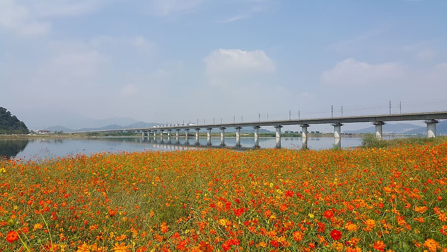 nakdong river, ktx, flowers, riverside, yellow flower, republic of korea, bridge, bridge - man made structure, beauty in nature, connection