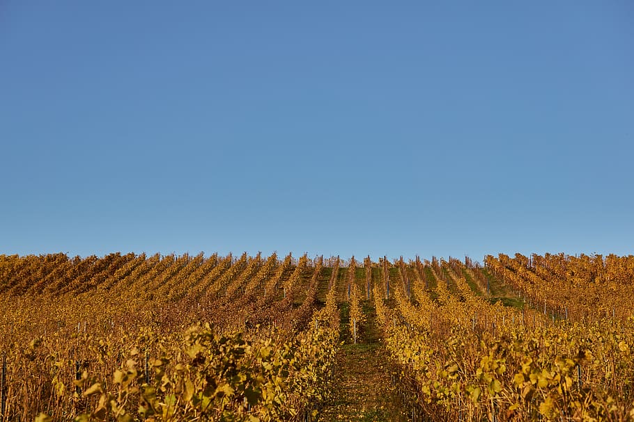 kebun anggur, merambat, musim gugur, warna-warni, merah, hijau, indah, anggur, winegrowing, pertanian