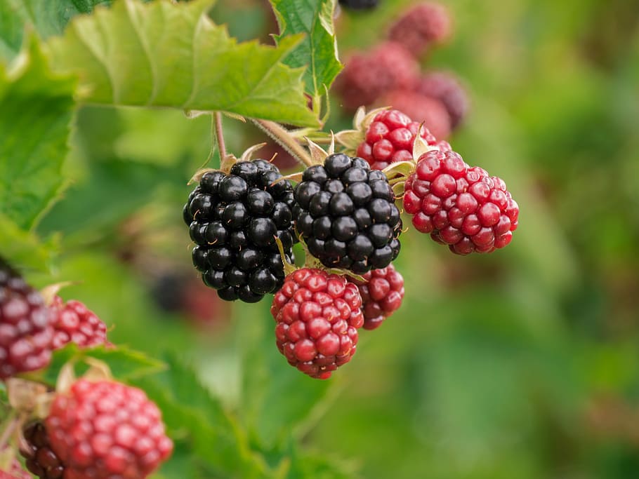 raspberry, buah, suntikan makro, memetik, blackberry, makanan, vitamin, makan sehat, makanan dan minuman, kesegaran