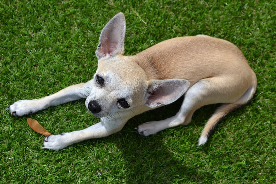 smooth, brown, chihuahua puppy, chihuahua, dog, animal, pet, one animal, mammal, canine