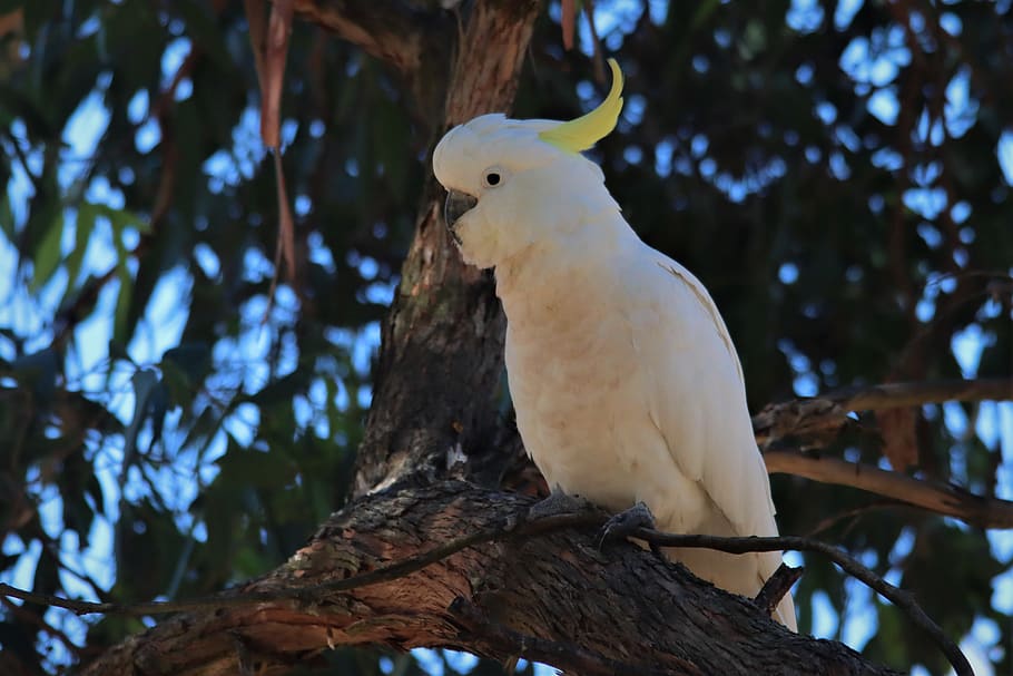 sulphur-crested cockatoo, tree, white, native, australian, adelaide, australia, bird, watching, avian
