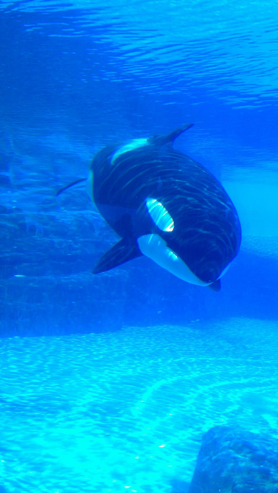 bawah air, fotografi, paus, orca, paus pembunuh, air, laut, hewan di alam liar, tema hewan, satwa liar