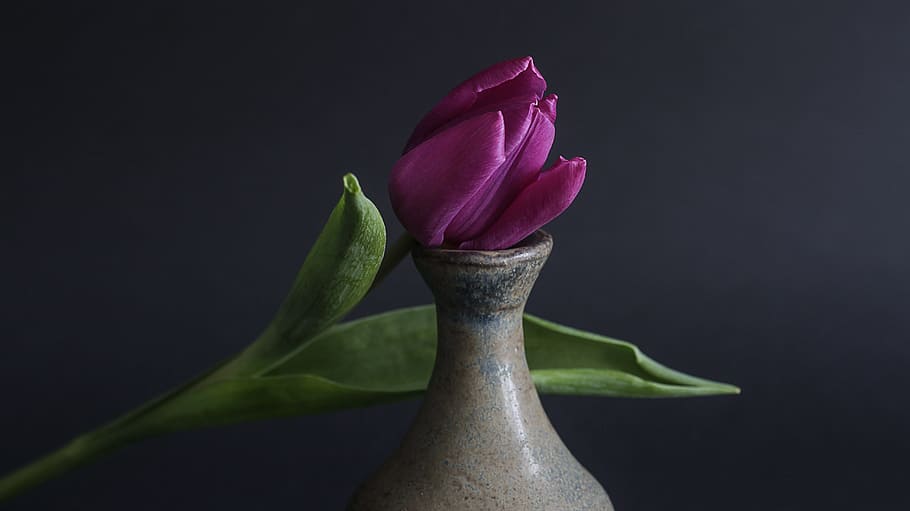 tulipán, planta, flor, púrpura, belleza, primer plano, sentido, planta floreciendo, frescura, pétalo