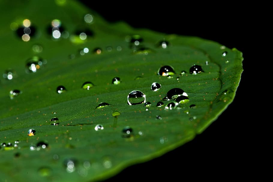 Macro fotografia, agua, gotas, verde, Planta de folha, gotículas, gota, chuva, lágrima, líquido