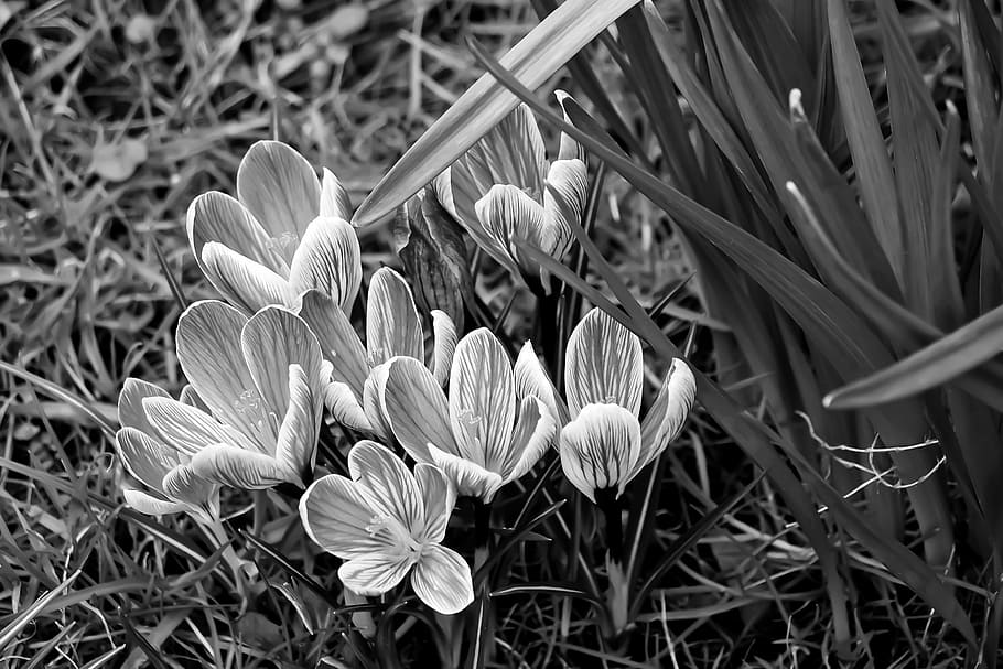 グレースケール写真, クロッカスの花, 自然, 植物, 花, 背景, クロッカス, sw, 黒白, 黒と白