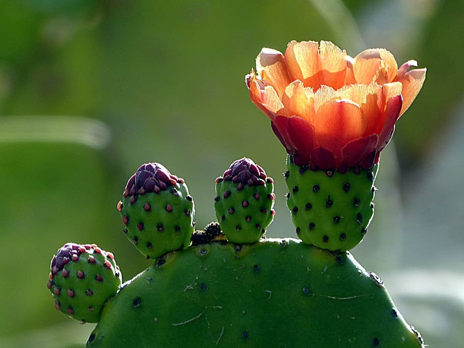 cactus, flower, nature, plant, opuntia, orange, beauty in nature, flowering plant, growth, prickly pear cactus