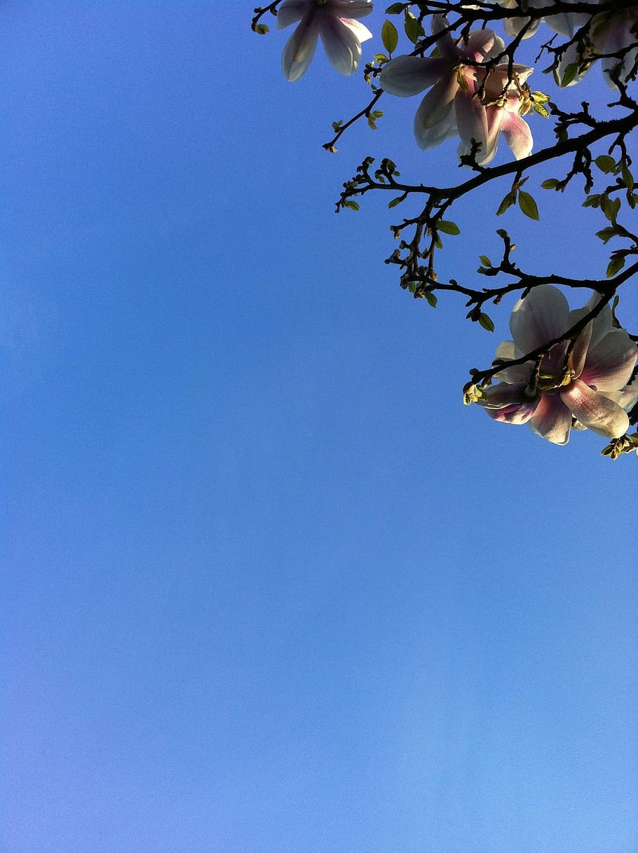 Magnolia, cielo azul, floración, flores, flor, azul, rama, árbol, crecimiento, copia espacio