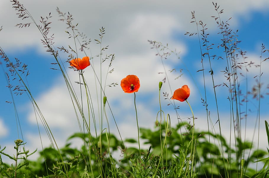 red, poppies, fields, war, peace, plant, sky, nature, cloud - sky, beauty in nature