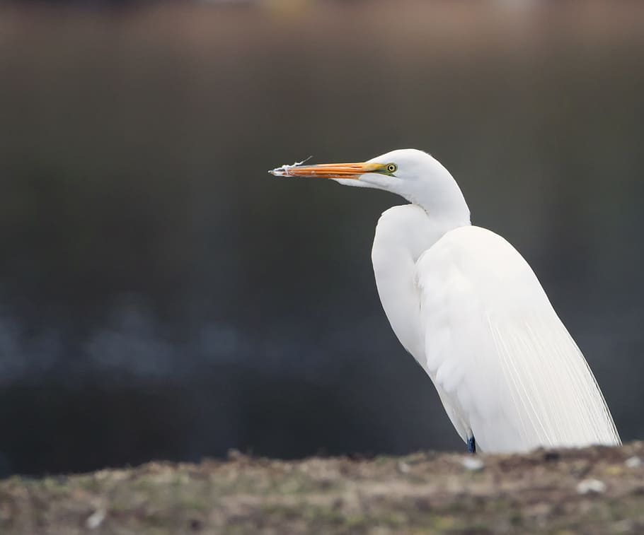 Great Egret, White, Bird, egret, great, nature, wildlife, animal, wild, lake