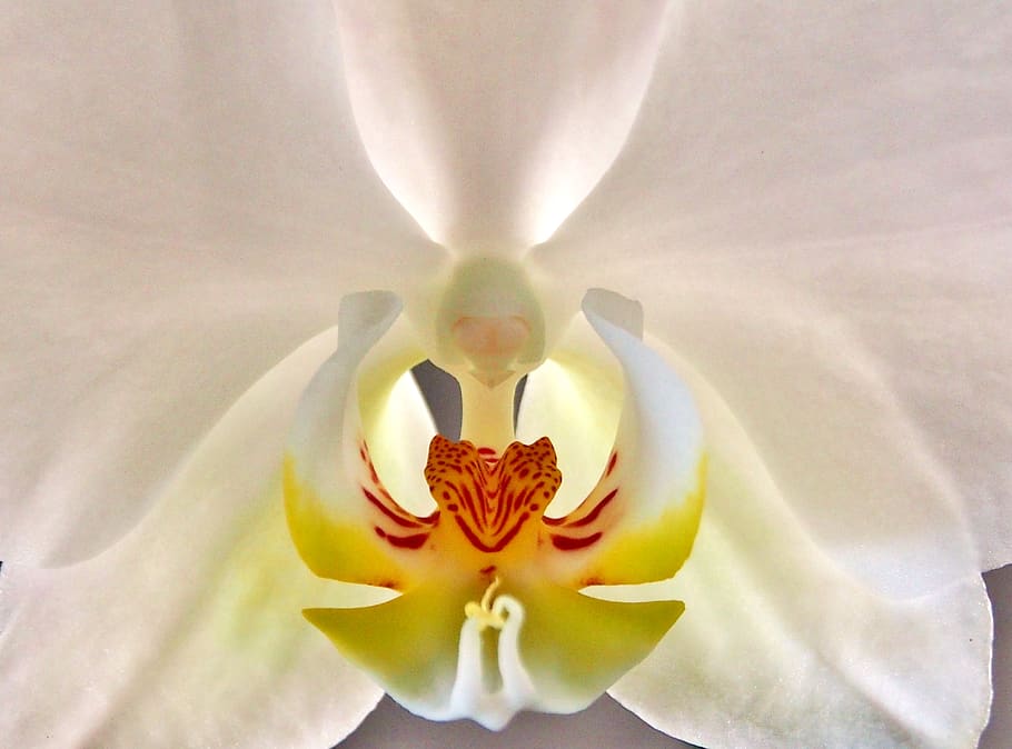 orchid, white interior, close up, blossom, bloom, phalaenopsis, flowering plant, flower, fragility, petal