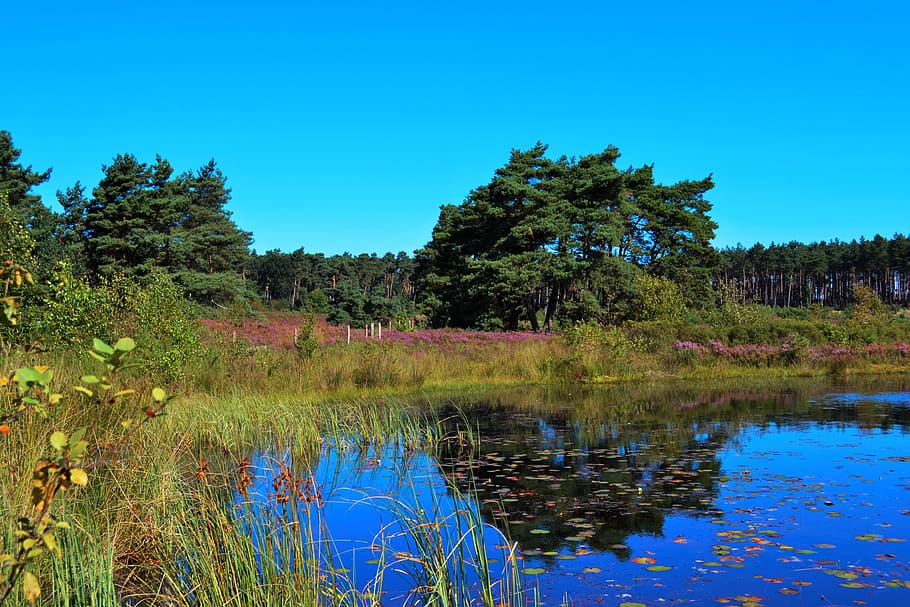 heide, ven, moorland, water, plant, tree, tranquility, reflection, sky, lake